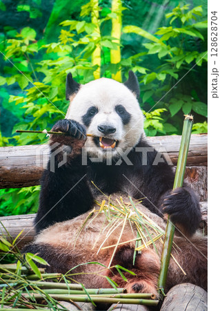 The Giant Panda Bear sits while eating a bamboo stalk The Giant Panda Bear sits while eating a bamboo stalk 128628704