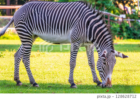 Grevy's zebra, lat Equus grevyi, also known as the imperial zebra eats green grass. Grevy's zebra, lat Equus grevyi, also known as the imperial zebra eats green grass. 128628712
