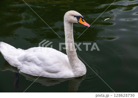 A graceful white swan swimming on a lake with dark water. The white swan is reflected in the water 128628730
