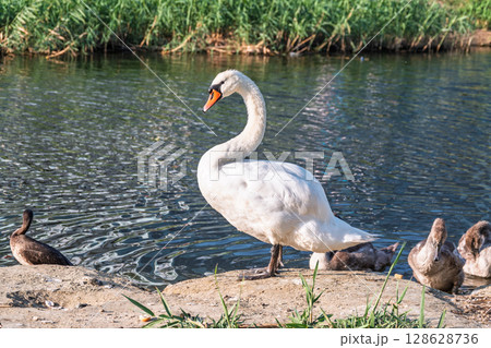 Wild swans with their offspring on a pond in the reeds. Incredibly beautiful nature and birds. 128628736