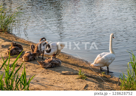 Wild swans with their offspring on a pond in the reeds. Incredibly beautiful nature and birds. 128628752