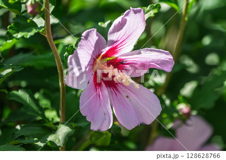 Pink flowers of Hibiscus moscheutos plant close-up. Hibiscus moscheutos, swamp hibiscus, Pink flowers of Hibiscus moscheutos plant close-up. Hibiscus moscheutos, swamp hibiscus, 128628766