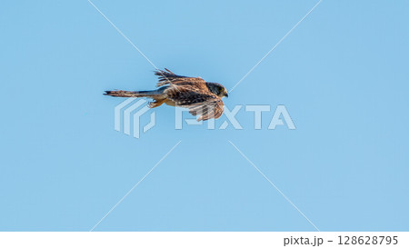 Common kestrel, Falco tinnunculus, hovered in the air in search of prey Common kestrel, Falco tinnunculus, hovered in the air in search of prey 128628795