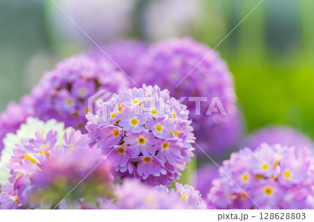 Primula denticulata purple in springtime. Pink Primula denticulata (Drumstick Primula) in garden Primula denticulata purple in springtime. Pink Primula denticulata (Drumstick Primula) in garden 128628803