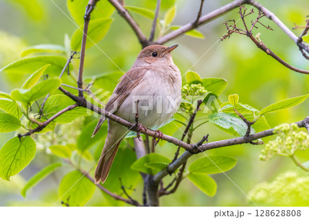 Thrush Nightingale, Luscinia luscinia. A bird sits on a tree branch and sings 128628808