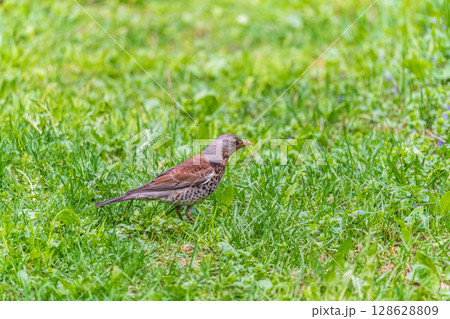 Wood bird Fieldfare, Turdus pilaris, on a sprng lawn. 128628809