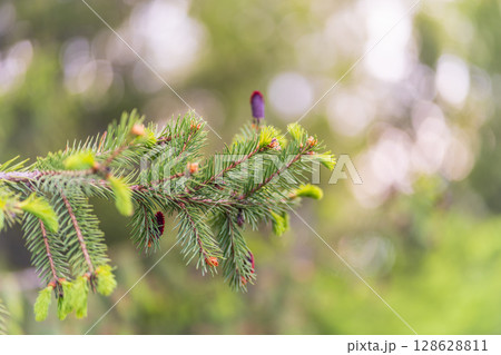 Closeup of fir branches with young buds. Spring nature concept. Fir branches with fresh shoots Closeup of fir branches with young buds. Spring nature concept. Fir branches with fresh shoots 128628811
