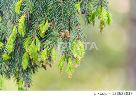 Closeup of fir branches with young buds. Spring nature concept. Fir branches with fresh shoots Closeup of fir branches with young buds. Spring nature concept. Fir branches with fresh shoots 128628837