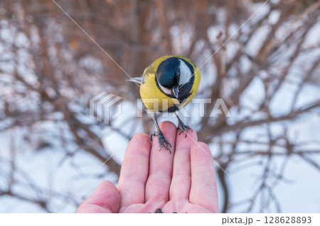 A tit sits on a man's hand and eats seeds. 128628893