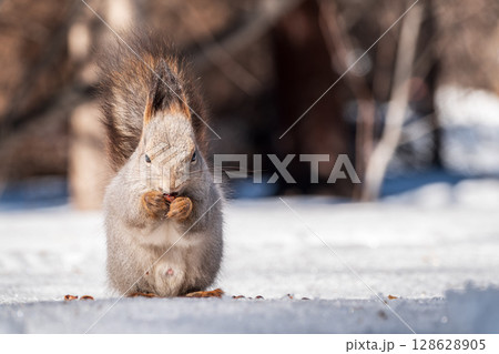The squirrel in winter sits on white snow. The squirrel in winter sits on white snow. 128628905