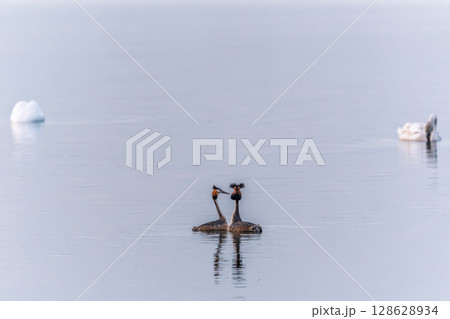 Mating games of two water birds Great Crested Grebes. Two waterfowl birds Great Crested Grebes swim in the lake with heart shaped silhouette 128628934