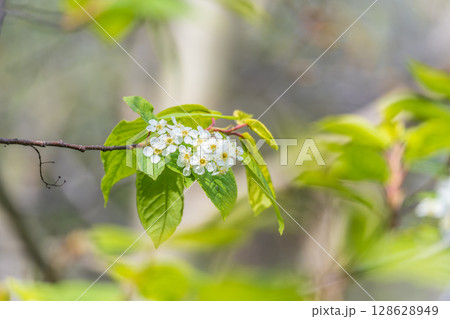 White flowers blooming bird cherry. Close-up of a Flowering Prunus padus Tree with White Little Blossoms White flowers blooming bird cherry. Close-up of a Flowering Prunus padus Tree with White Little Blossoms 128628949