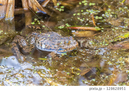 A large green frog sits in the marsh. A large green frog sits in the marsh. 128628951