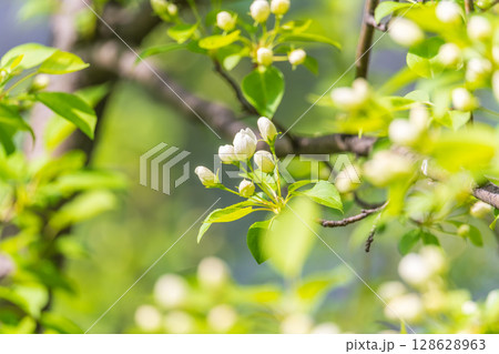 White blossoming apple trees in the sunset light. Spring season, spring colors. White blossoming apple trees in the sunset light. Spring season, spring colors. 128628963