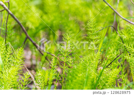 Wood horsetail (Equisetum sylvaticum) growing in the forest close up. Equisetum arvense, the field horsetail or common horsetail. Perennial herb 128628975