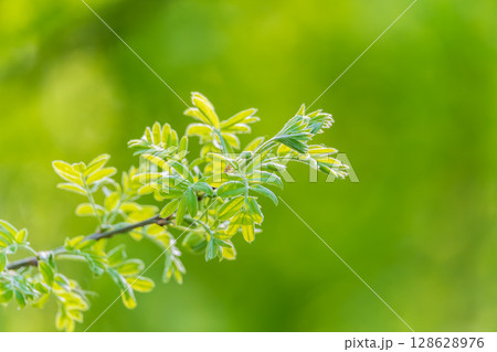 Nature of green leaf in garden at summer. Natural green leaves plants using as spring background cover page environment ecology 128628976