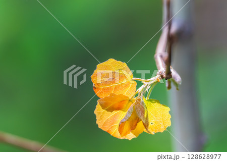 Branches of bushes with young dark red and orange leaves. Branches of bushes with young dark red and orange leaves. 128628977