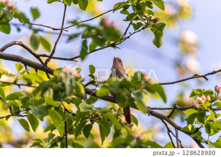 Thrush Nightingale, Luscinia luscinia. A bird sits on a tree branch and sings 128628980