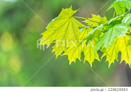 Spring branches of maple tree with fresh green leaves. Acer saccharinum, silver maple 128628983
