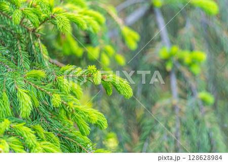 Closeup of fir branches with young buds. Spring nature concept. Fir branches with fresh shoots 128628984