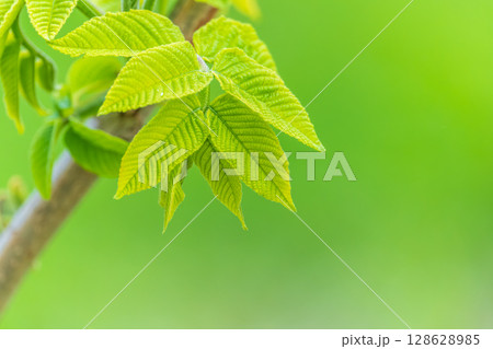 Nature of green leaf in garden at summer. Natural green leaves plants using as spring background cover page environment ecology 128628985