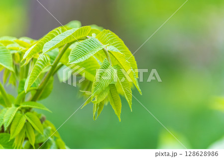 Nature of green leaf in garden at summer. Natural green leaves plants using as spring background cover page environment ecology 128628986