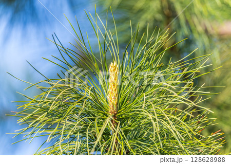Green small pine trees with fresh shoots in spring or summer Green small pine trees with fresh shoots in spring or summer 128628988