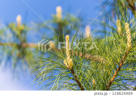 Green small pine trees with fresh shoots in spring or summer 128628989
