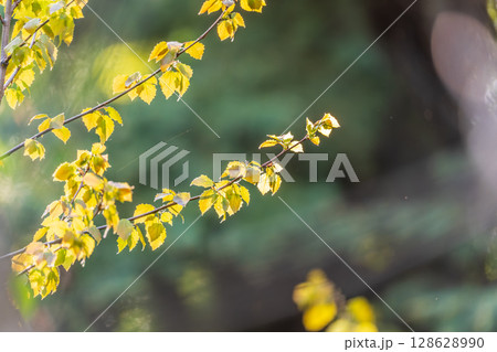 Branch of birch tree, Betula pendula, silver birch, warty birch, European white birch, with green leaves Branch of birch tree, Betula pendula, silver birch, warty birch, European white birch, with green leaves 128628990
