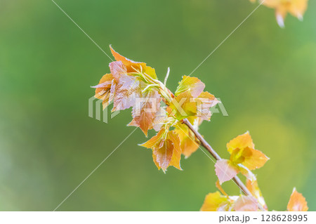 Branches of bushes with young dark red and orange leaves. Branches of bushes with young dark red and orange leaves. 128628995