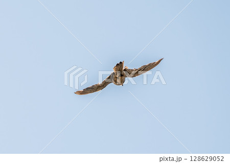Common kestrel, Falco tinnunculus, hovered in the air in search of prey 128629052