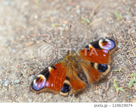 Peacock butterfly on the ground among the grass 128629074