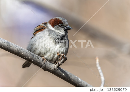 Sparrow sits on a branch without leaves. 128629079