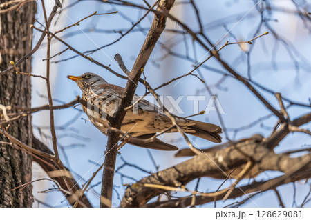 Fieldfare is sitting on branch in winter or autumn on blue sky background. Fieldfare is sitting on branch in winter or autumn on blue sky background. 128629081