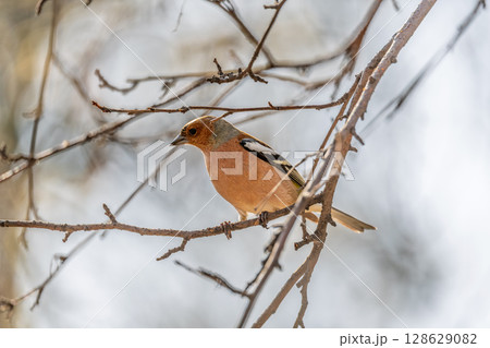 Common chaffinch, Fringilla coelebs, sits on a tree. Common chaffinch in wildlife. Common chaffinch, Fringilla coelebs, sits on a tree. Common chaffinch in wildlife. 128629082