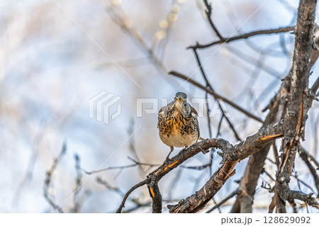 Fieldfare is sitting on branch in winter or autumn on blue sky background. Fieldfare is sitting on branch in winter or autumn on blue sky background. 128629092