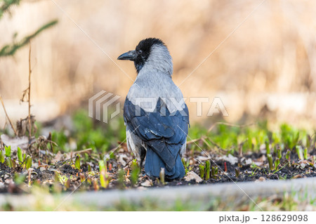 Hooded crow, corvus cornix, standing on the lawn in the spring or summer 128629098
