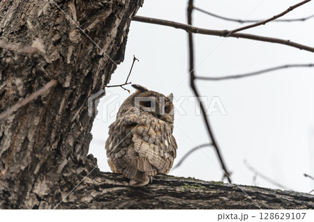 Long-eared owl (Asio otus), looking forward with wide opened eyes Long-eared owl (Asio otus), looking forward with wide opened eyes 128629107