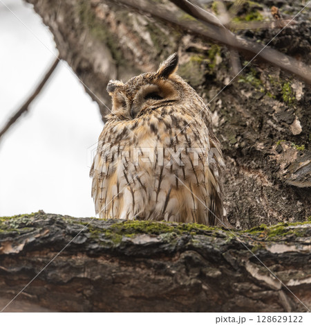 Long-eared owl (Asio otus), looking forward with wide opened eyes 128629122