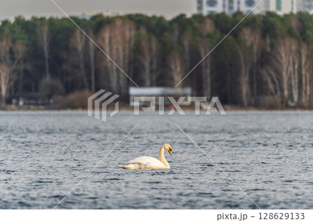 Graceful white Swan swimming in the lake, swans in the wild. Portrait of a white swan swimming on a lake. 128629133