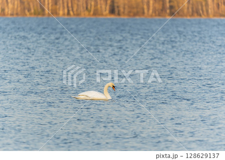 Graceful white Swan swimming in the lake, swans in the wild. Portrait of a white swan swimming on a lake. Graceful white Swan swimming in the lake, swans in the wild. Portrait of a white swan swimming on a lake. 128629137