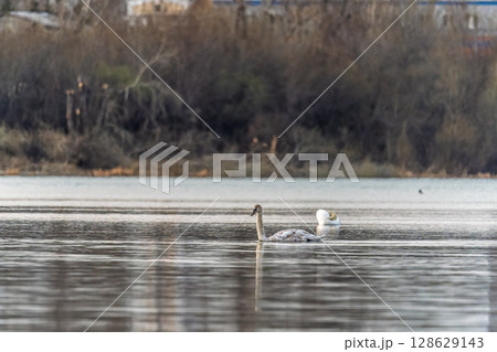 Graceful white Swan swimming in the lake, swans in the wild. Portrait of a white swan swimming on a lake. Graceful white Swan swimming in the lake, swans in the wild. Portrait of a white swan swimming on a lake. 128629143