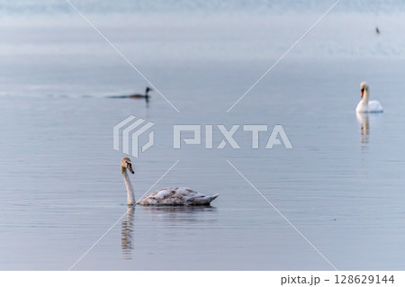 Two Graceful white Swans swimming in the lake, swans in the wild Two Graceful white Swans swimming in the lake, swans in the wild 128629144