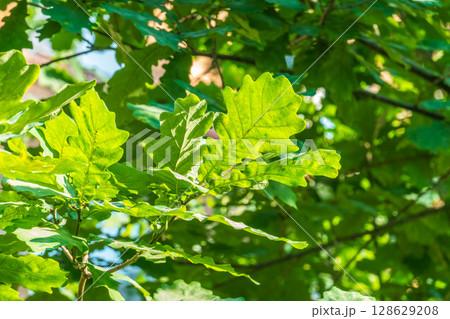 Green oak leaves background. Plant and botany nature texture. green oak leaves in woods 128629208
