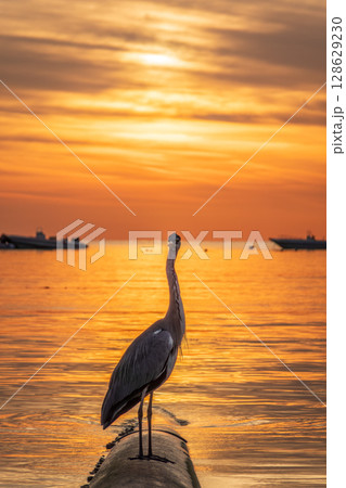 A heron hunting in the sea in the sunset or sunrise light A heron hunting in the sea in the sunset or sunrise light 128629230