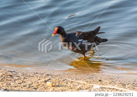 The common moorhen, black and brown bird with red and yellow beak and green legs, walking on dry leaves seeking for food. The common moorhen, black and brown bird with red and yellow beak and green legs, walking on dry leaves seeking for food. 128629251