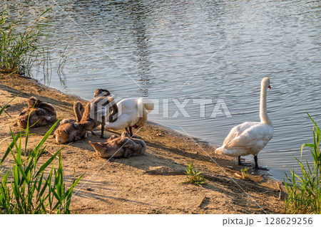 Wild swans with their offspring on a pond in the reeds. Incredibly beautiful nature and birds. 128629256