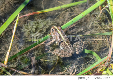 A large green frog sits in the marsh. 128629267