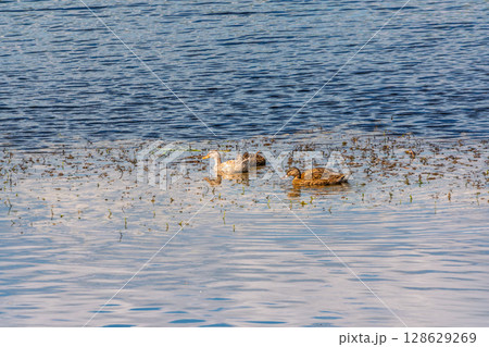 Large flock of mallard ducks swimming actively on rippling blue water. 128629269