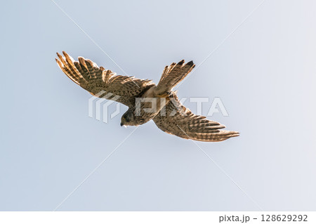 Common kestrel, Falco tinnunculus, hovered in the air in search of prey 128629292